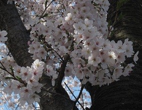 f:id:cangael:20120412141955j:image:right