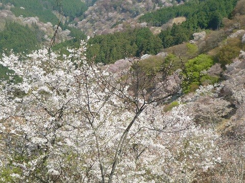 f:id:cangael:20120419094251j:image:right