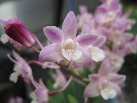 f:id:cangael:20120426133902j:image:left