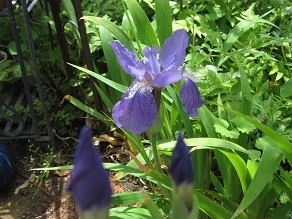 f:id:cangael:20120501103340j:image:right