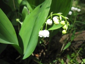 f:id:cangael:20120501103610j:image:left