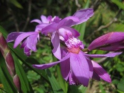f:id:cangael:20120501103641j:image:left