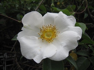 f:id:cangael:20120501155002j:image:right