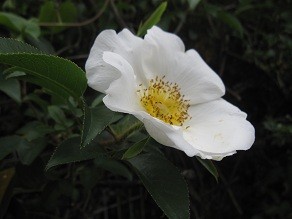 f:id:cangael:20120501155007j:image:left