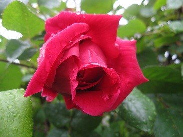f:id:cangael:20120502153340j:image:left
