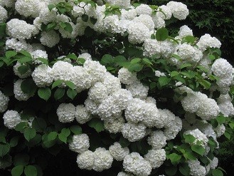 f:id:cangael:20120503143832j:image:left