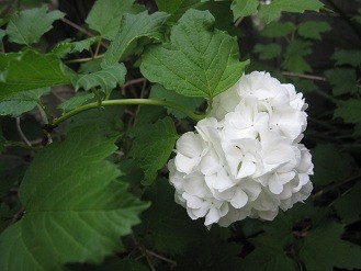 f:id:cangael:20120505180304j:image:left