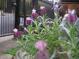 f:id:cangael:20120506091559j:image:right
