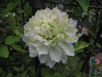 f:id:cangael:20120507131449j:image:right