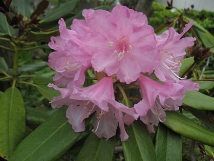 f:id:cangael:20120507131744j:image