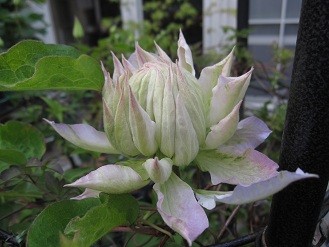 f:id:cangael:20120507174325j:image:right