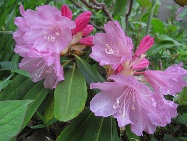 f:id:cangael:20120508160305j:image