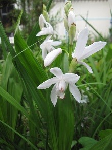 f:id:cangael:20120508160357j:image