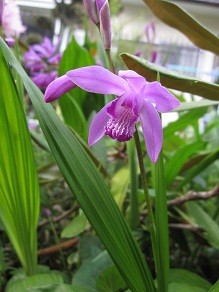 f:id:cangael:20120508160435j:image