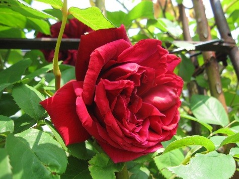f:id:cangael:20120509135724j:image