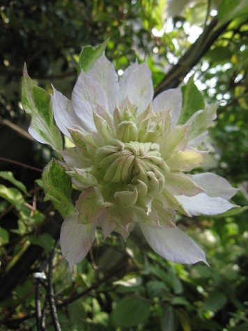 f:id:cangael:20120509135927j:image
