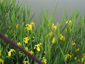 f:id:cangael:20120513151741j:image:left