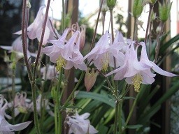 f:id:cangael:20120513164010j:image:right