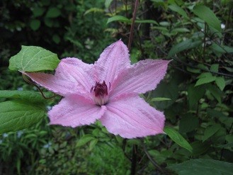f:id:cangael:20120515074353j:image:right