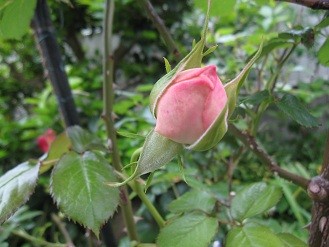 f:id:cangael:20120515074450j:image:right