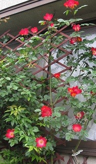 f:id:cangael:20120515092642j:image:right