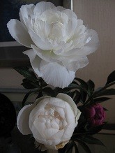 f:id:cangael:20120518074934j:image:left