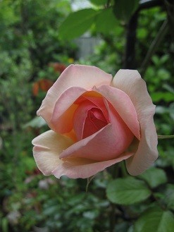 f:id:cangael:20120518093646j:image:right