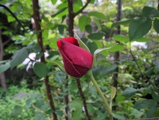 f:id:cangael:20120518093711j:image:right