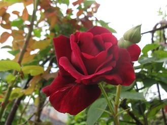 f:id:cangael:20120518093813j:image:right