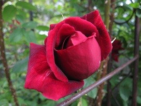 f:id:cangael:20120519162548j:image:right