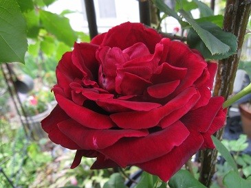 f:id:cangael:20120519162741j:image:left