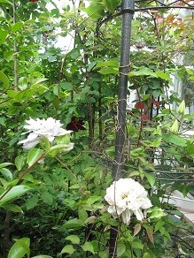 f:id:cangael:20120520092448j:image:right f:id:cangael:20120520092448j:image:right