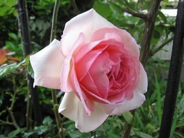 f:id:cangael:20120521070730j:image:left f:id:cangael:20120521070730j:image:left