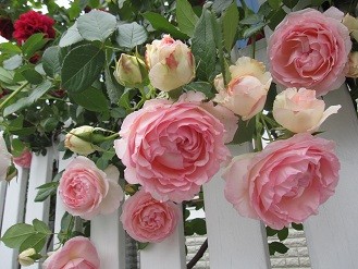 f:id:cangael:20120521161017j:image f:id:cangael:20120521161017j:image