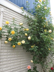 f:id:cangael:20120521161257j:image f:id:cangael:20120521161257j:image