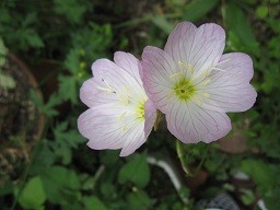 f:id:cangael:20120523135950j:image:right