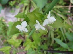f:id:cangael:20120523140004j:image:right