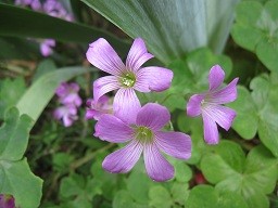 f:id:cangael:20120523140022j:image:right