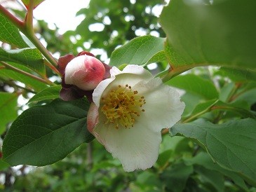f:id:cangael:20120523140047j:image:left