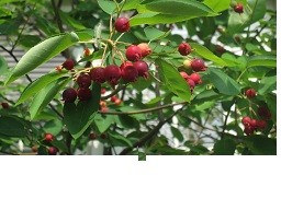 f:id:cangael:20120601144827j:image