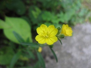 f:id:cangael:20120602162448j:image:right