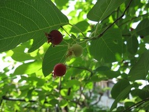 f:id:cangael:20120604105025j:image:left