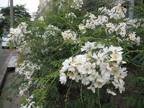 f:id:cangael:20120604160336j:image f:id:cangael:20120604160336j:image