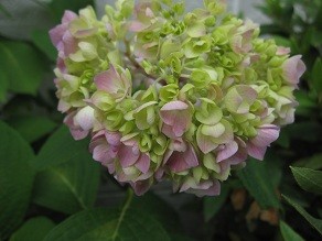 f:id:cangael:20120604160717j:image:right f:id:cangael:20120604160717j:image:right