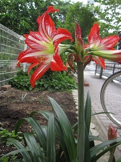 f:id:cangael:20120604161556j:image:right