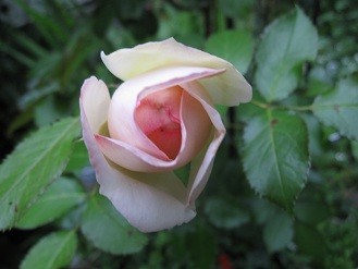 f:id:cangael:20120612081605j:image:left
