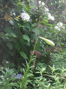 f:id:cangael:20120613072005j:image