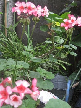 f:id:cangael:20120613072041j:image