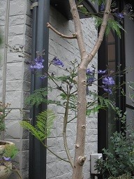 f:id:cangael:20120613115423j:image:right
