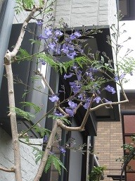 f:id:cangael:20120613115427j:image:right